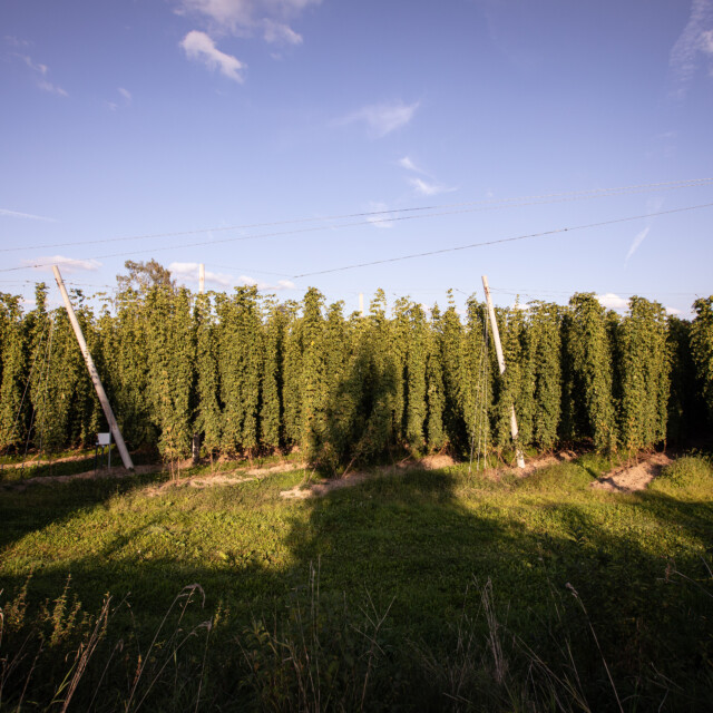 Over 60 hectares of hops under cultivation in the Hallertau region